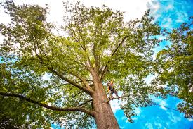 How Our Tree Care Process Works  in  Bear Valley Springs, CA