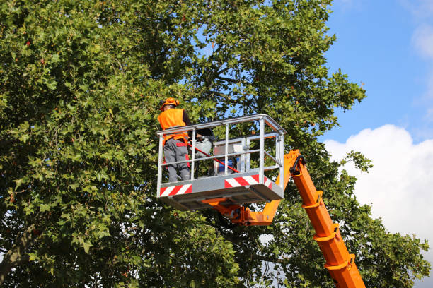 Best Storm Damage Tree Cleanup  in Bear Valley Springs, CA