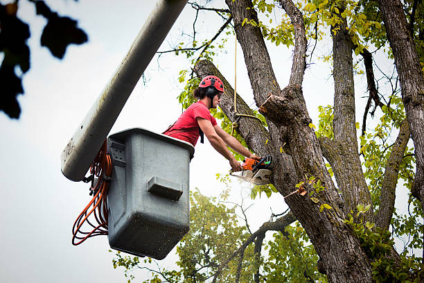 Professional Tree Care Services in Bear Valley Springs, CA